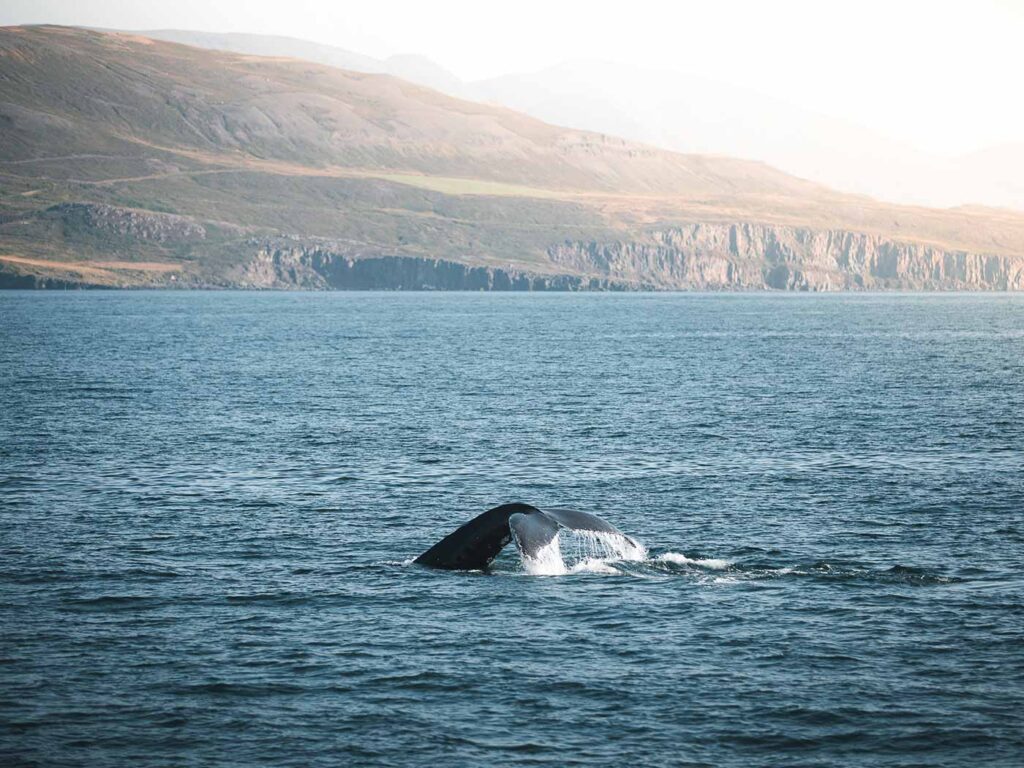 Whales of Eyjafjörður