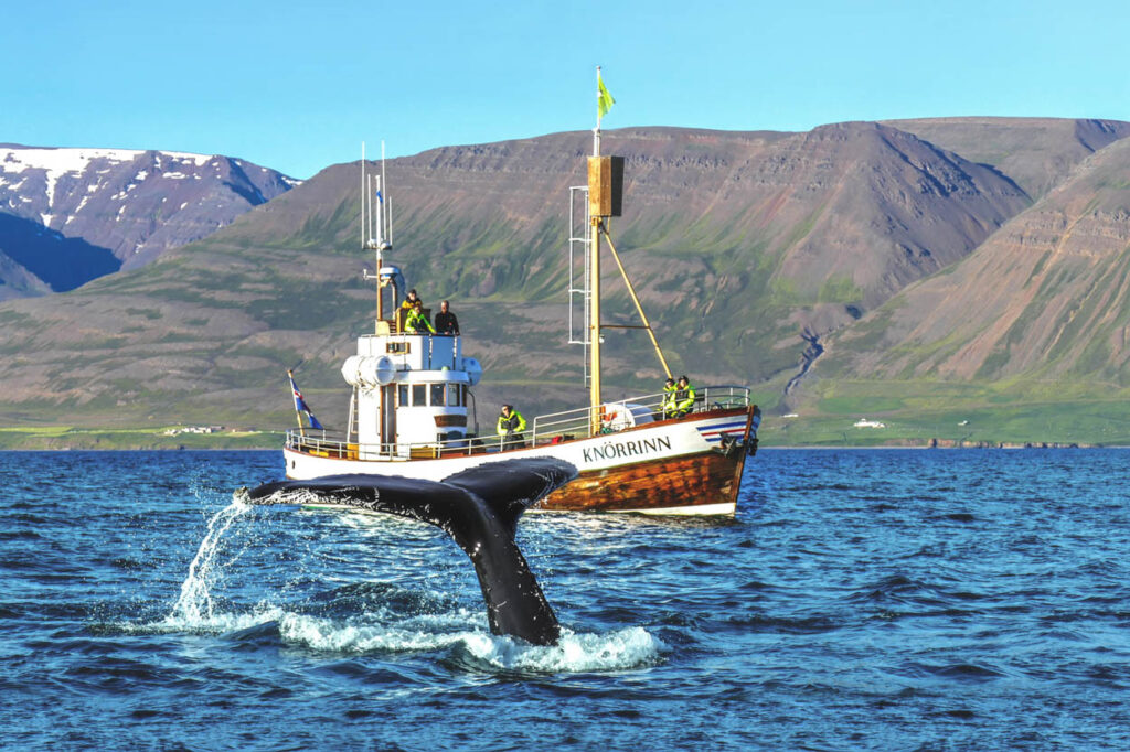 Whale Watching from Árskógssandur on traditional oak boat