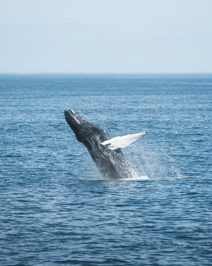 Humpback whale breaching by Árskógssandur