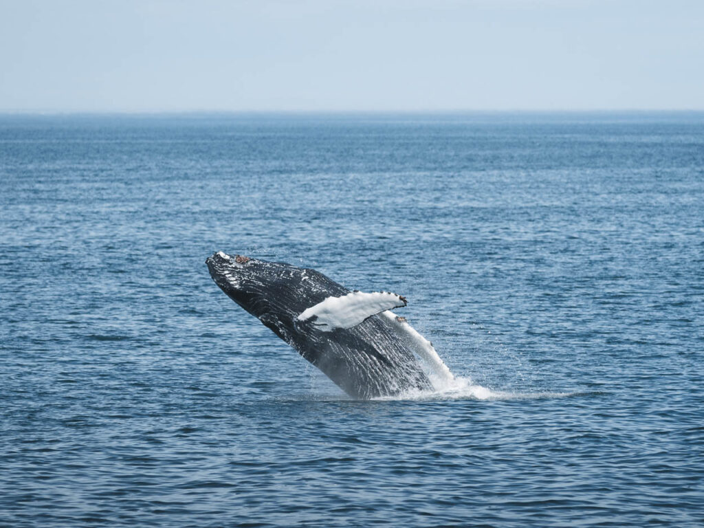 Humpback whale breaching close to Árskógssandur
